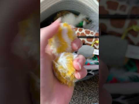 Lying to You ASMR #asmr #shorts