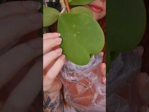 plants unboxing🌱#asmrvideo #relax #sensory #asmrtriggers #asmr #tingles #unboxing #nails #plants