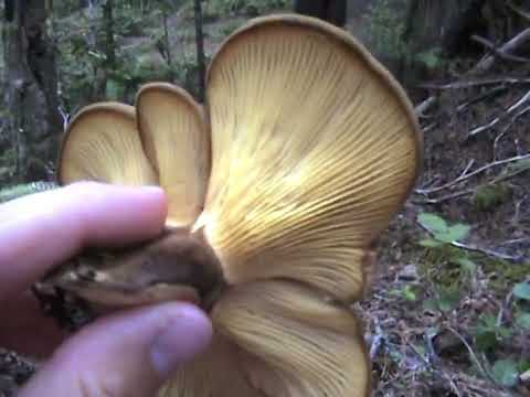 Go on a Mushroom Hike With Me
