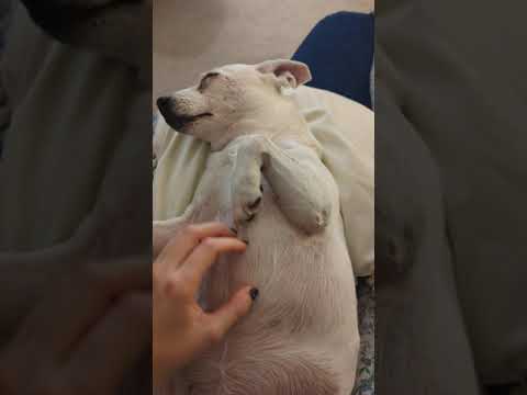 ASMR Dog Relaxation #asmr #asmrdog #asmrvideos #asmrhandmovement #relaxing