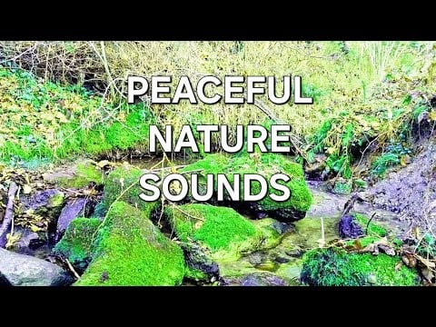 Peaceful Nature Sounds for Sleep | Relaxing Forest Stream & Birds