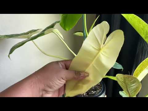 Plant Tour Updates 🪴 Plant Collections 🪴 Indoor Plant 🪴 leaf Sound 🍃 #foryou #plants #tinglysounds 