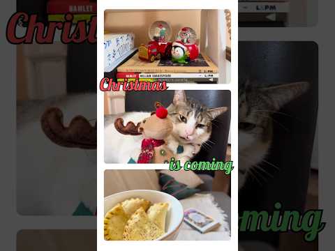A minha época favorita do ano está chegando!❤️🎄Fiquem ligados nos vídeos aqui no canal! 🥰