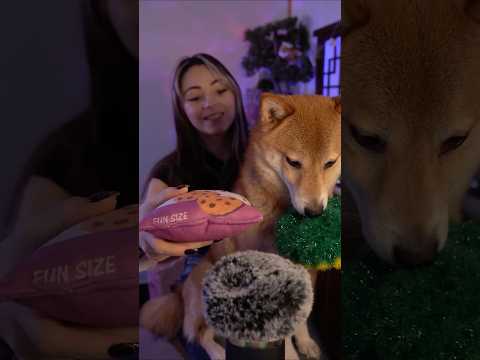 Milo choisi mes déclencheurs ✨🦊 #asmr #relax #triggersforsleep