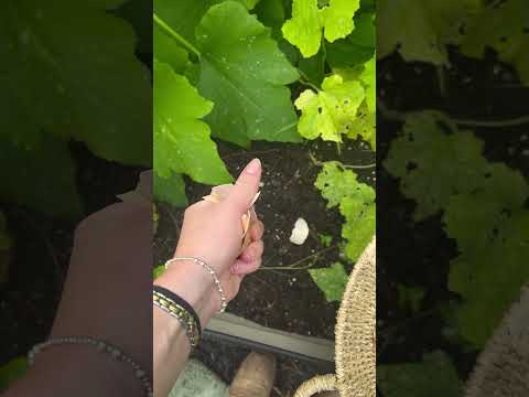 satisfying egg crunch! #triggersforsleep #asmrtriggers #asmrcrunch #asmrsatisfying #satisfyingasmr