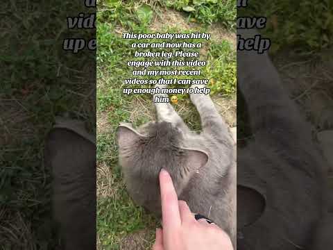 Please help me save him 🙏 #pets #shorts