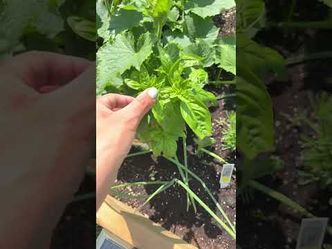 July Garden Tour ASMR Relaxing Video For You