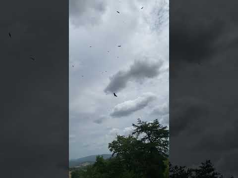 What do you call a flock of vultures?  #naturesounds