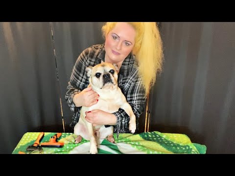 Trying to relax my dog 🐶 Failed ASMR