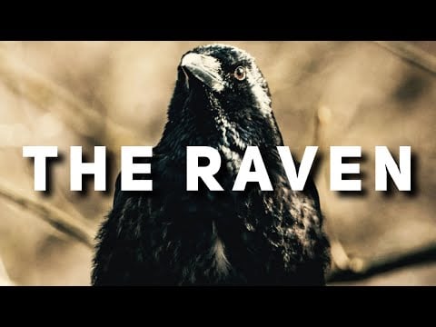 EDGAR ALLEN POE - The Raven - ASMR Reading with Fireplace Ambiance