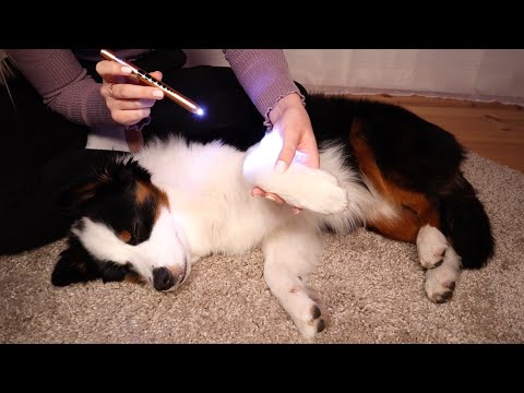 ASMR Vet Check Up | Fur Examination, Massage, Gentle Petting (Soft Spoken)