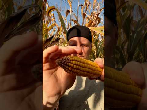ASMR Corn Field Massage #asmr