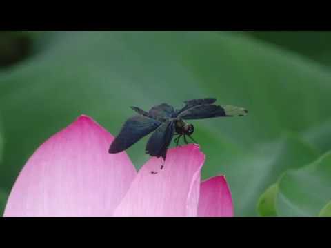 ASMR Sounds of a Japanese Summer [4K]