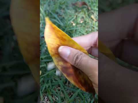 ASMR TRIGGERS #asmr #viral #asmrvideo #trigger #natureza #sonsdeboca #video #caseiro #shorts #short