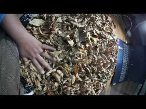 So Satisfying… Dry Leaf Sounds for Your Ears 🎧🍁 #ASMR
