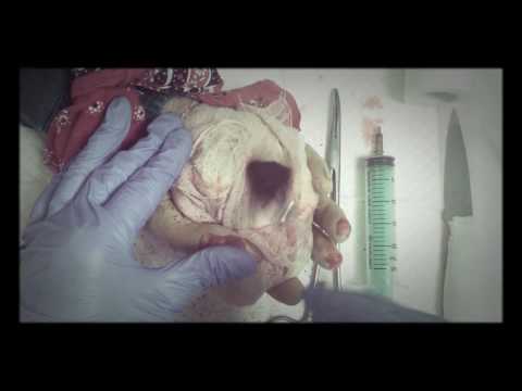 LATEX GLOVES🔪 AMPUTATION ! බ͓⌢බ͓ Pirate බ͓⌢බ͓ visits the ship's  doctor/cook▼ CREEPY ! [[ASMR]]