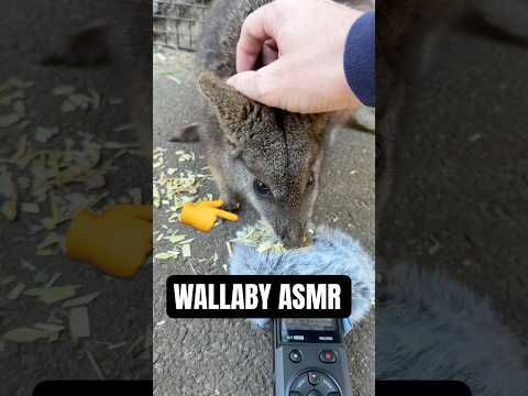 ASMR Petting and feeding Wallabies! 🇦🇺