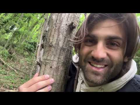 ASMR in a whimsical forest (plenty o' triggers)