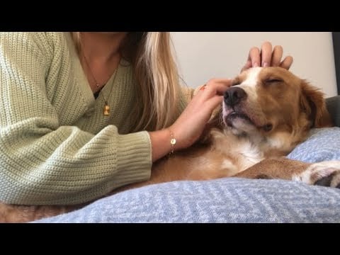 ASMR ✨ - Asmr on my dog | scratching | fabric sounds