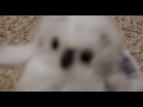 ASMR Auto vs Manual Focus (no talking) (camera sounds)
