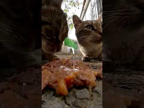 hungry stray cats 😋