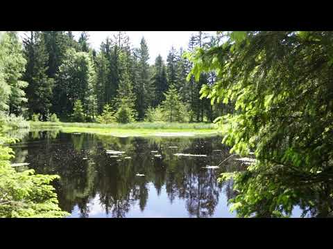 24/7 Real Forest sounds Birds , frogs and nature ambience