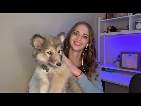 ASMR | Meet My Puppy & Whisper/Ramble with a Small Haul 🐶