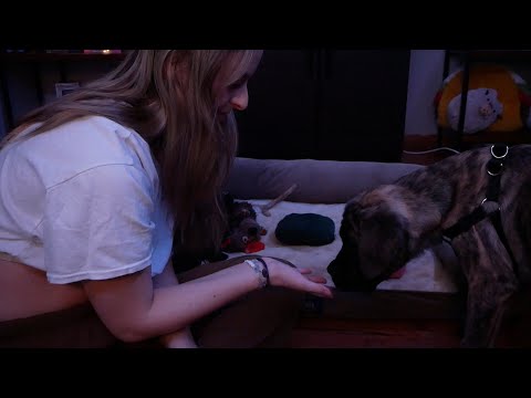 ASMR ~ Meet My Puppy Briar