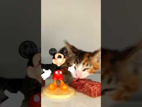 Cat ASMR Mickey 😺