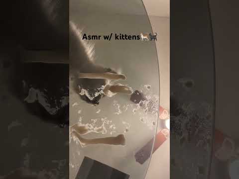 Asmr ~kittens eating squeezable purée 🐱