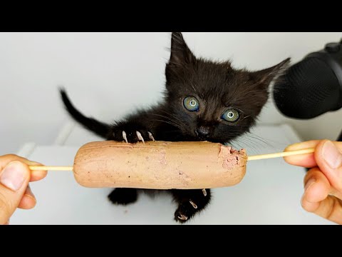 Kitten Eating Sausage ASMR [ Part 4 ]