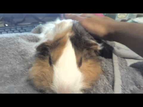 guinea pig animal pet I Love him so much