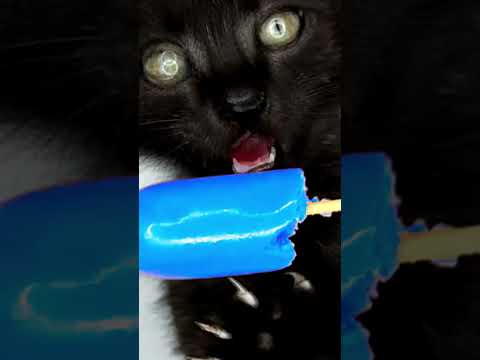 Cat ASMR 🧊