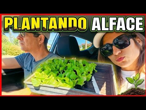 ASMR NÃO INTENCIONAL NA HORTA🥗