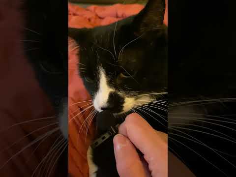 Mic test - purr, 2,3…