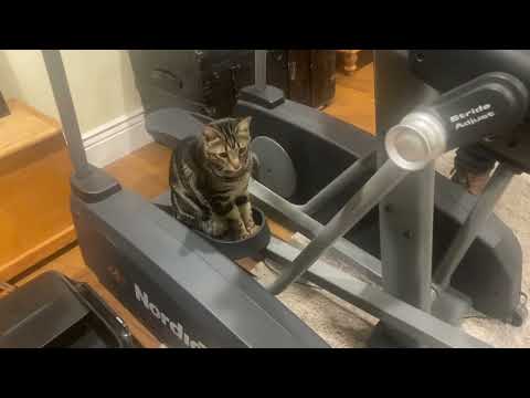 Someone Getting More Use On Out Elliptical Than Us! 🤣 🐱 #cats #catshorts #exercise