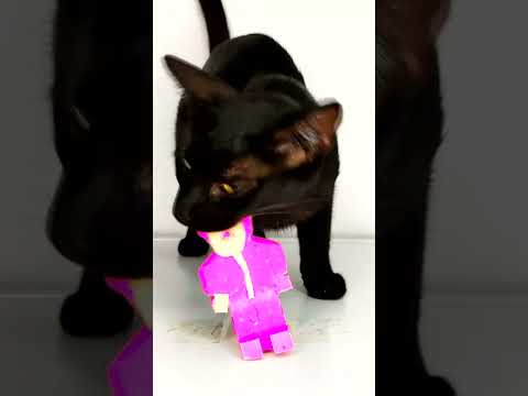 Squid Game ASMR Mukbang Eating Pink Soldier 🦑 Kitten Cat