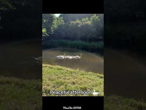 ASMR Swans in the River 🦢 #asmrsounds #swans #birds #birdwatching