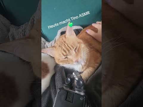 #asmr #relax #triggersforsleep #tingles #asmrshort #asmrcat #asmrkatze #katzenasmr #catasmr