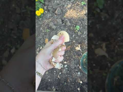 LOUND AND CRUNCHY ASMR #asmrgarden #asmrcrunch #asmrsatisfying #asmrsatisfyingvideo #asmrsounds