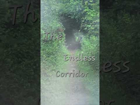 The Endless Corridor  #asmr #relax #peaceful #sleepy #nature #meditative #softspoken