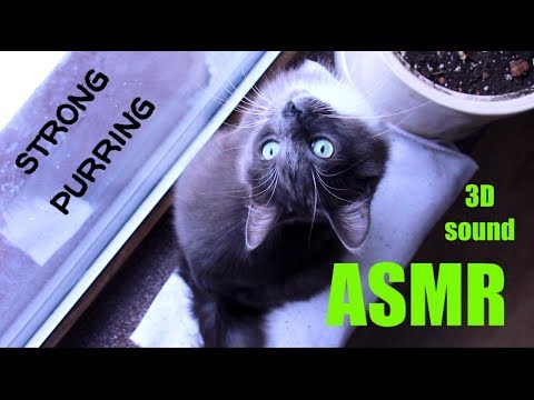 ASMR//😻Cat Purring/Ear to Ear/Close Up/АСМР/Кот Мурлыкает