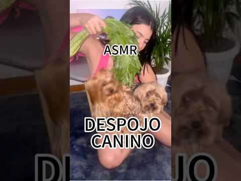 DESPOJO ANTES DEL PASEO 🌿#humor #parati #short #short #fyp #funny #viralshort #asmr