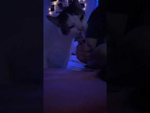 MUKBANG FELINO | ASMR | SOM SATISFATÓRIO 🐱😴