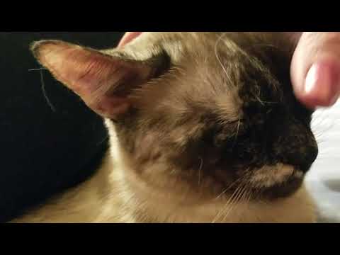 😻 Happy Cat (Purring Punkin) 😻