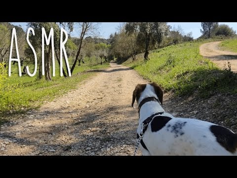 ASMR come with us on a bright sunny day walk! (walking sounds, crunching leaves)
