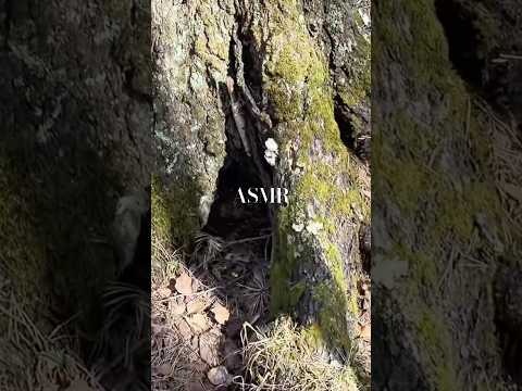 полный ролик на канале❤️ #асмр #asmr #relax