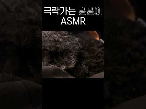 강아지를 냅다 효자손으로 긁는 ASMR
