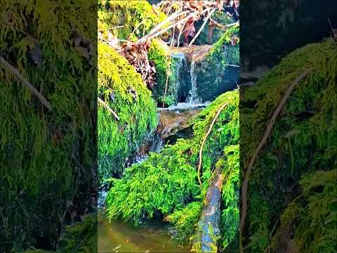 “Stop Scrolling… Listen to This 🌿💧”#shorts#youtubeshorts#viralshorts