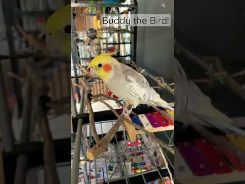 Buddy the Bird!